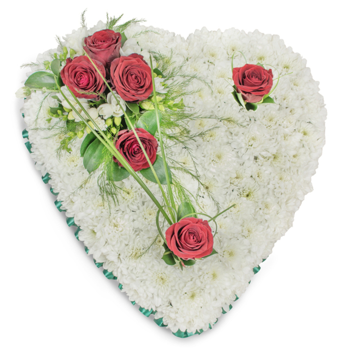 Seen against a stark white backdrop, this heart-shaped memorial is a study in contrast and tender restraint: a dense, tactile field of small white chrysanthemums forms the entire heart, their repetitive petals creating a soft, almost quilted surface that catches light and shadow with gentle definition. The outer rim is neatly finished with a slender emerald-green satin ribbon that frames the shape like a border on a photograph, adding a refined, sombre accent. On the upper left quadrant a small cluster of three deep crimson roses commands attention; their petals are lush and open, shadowed by glossy broad leaves and entwined with delicate fern-like fronds and long, sweeping bear-grass strands that introduce an elegant, organic line. Two single red roses are placed with deliberate restraint-one near the right curve and one at the lower point-each set into the white cushion with sparse green sprigs that emphasize their isolated, contemplative placement. Tiny white filler blossoms peek among the greens, lending further depth and texture while maintaining the arrangement's overall purity. The lighting is soft and overhead, highlighting the chrysanthemum bed's surface texture and the velvety sheen of the roses, producing subtle dimensionality without drama. As a traditional sympathy piece, this heart communicates love, respect and remembrance with classical formality-an arrangement that would arrive with quiet dignity for services at local churches or memorials near South Norwood Lake and Norwood Junction.