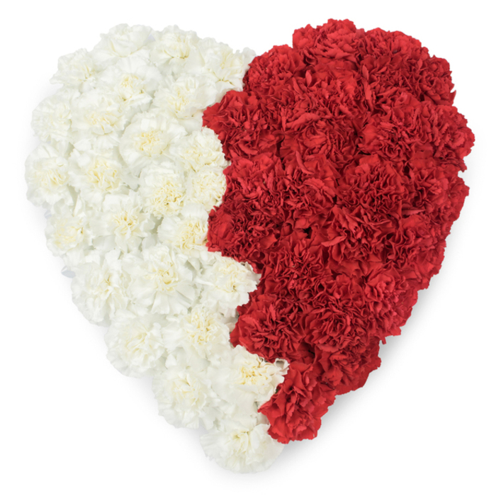 A striking, meticulously made heart-shaped wreath composed entirely of fresh carnations, photographed from above on a stark white background. The left side is a smooth expanse of creamy, ivory carnations whose ruffled, velvety petals overlap to form a plush, cloud-like surface; the right side is a compact sea of deep red carnations whose saturated petals add weight and warmth. Where the two colours meet there is a distinctly serrated vertical boundary: a saw-tooth line of nine triangular points carved into the red edge before it meets the white, an explicit design cue that evokes the maroon-and-white flag motif associated with Qatar. The individual carnations are tightly packed so each frill and fold is visible, producing a tactile, almost sculptural texture across the heart's face. Soft, diffuse light highlights the petals' subtle tonal shifts - cream to bone, and crimson to garnet - while the clean background removes distraction and frames the symbol with clarity. As a local South Norwood florist I see this piece as both floral art and cultural statement: suitable for national day remembrances, embassy events, or dignified displays at community centres and memorials. The craftsmanship is evident in the crisp outer edge, the precise central division, and the overall balance between tenderness and ceremony. Laid flat on a ceremonial table near Portland Road or carried in procession, this arrangement would read instantly as an emblem of patriotic affection, respectfully made and visually authoritative.
