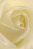 This close-up draws your senses into the heart of a cream-white rose, as if you're nestled within its cascading petals. Each fold reveals an almost ethereal texture-smooth and whisper-light, as though kissed by the morning dew that settles over South Norwood Country Park. Light weaves through the ivory spirals, casting soft, enveloping shadows and enhancing the quiet drama that makes the rose so captivating. There's a sense of stillness, a moment of peace as one might find in the tranquil corners of the neighbourhood, echoed in the elegant artistry of this South Norwood arrangement. As your local florist, we know this bloom speaks volumes for sympathy, new beginnings, or even a simple gesture of admiration. The delicate fragrance conjures memories of gentle breezes along Albert Road, never overpowering but always present-an invitation to pause and appreciate the artistry, care, and community woven into each petal and every sentiment it delivers.